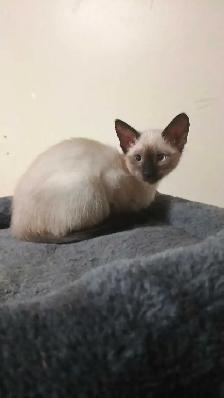 LAST CHANCE 3RD GEN PUREBRED SIAMESE