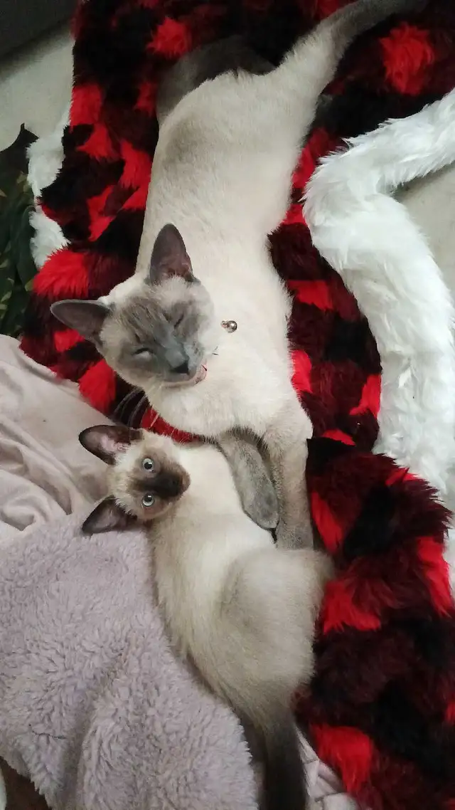LAST CHANCE 3RD GEN PUREBRED SIAMESE - Photo 2