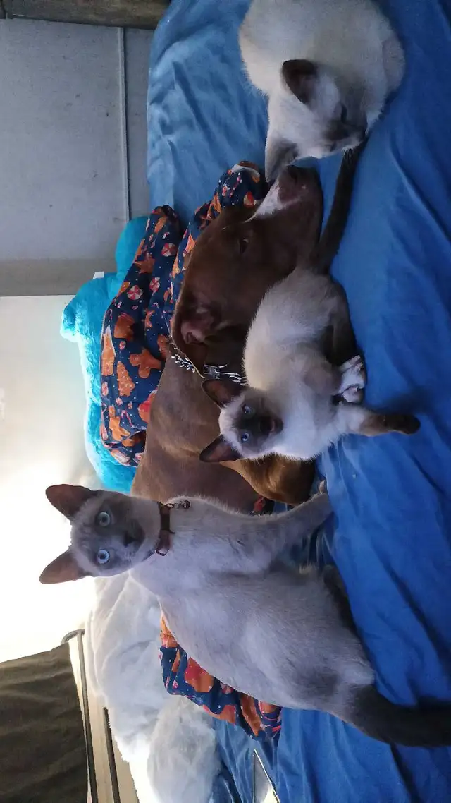 LAST CHANCE 3RD GEN PUREBRED SIAMESE - Photo 3