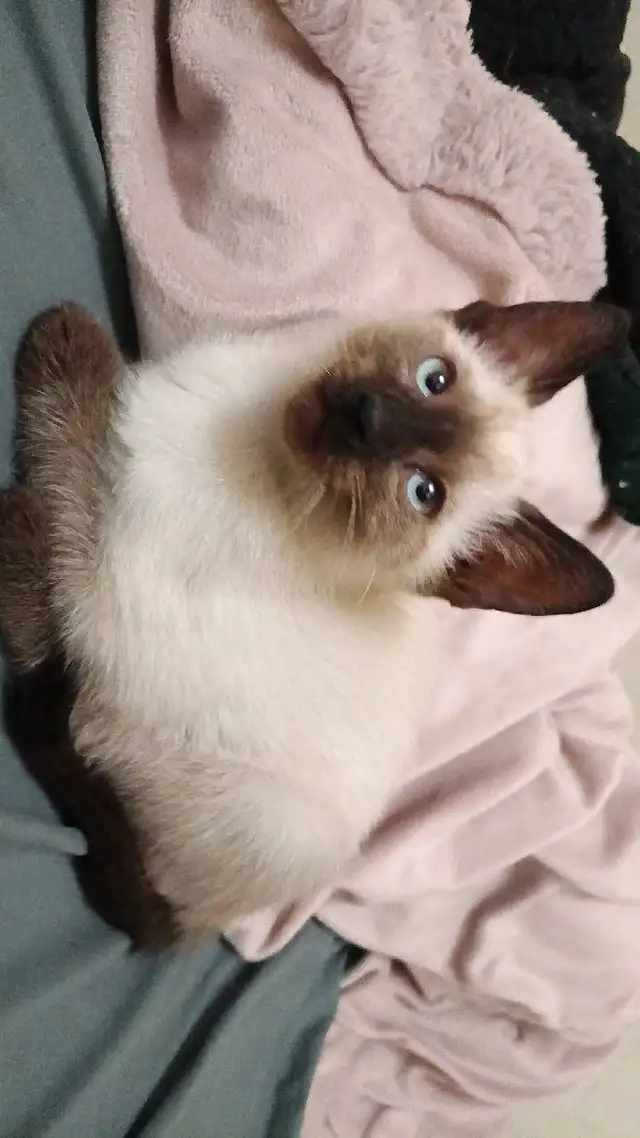 LAST CHANCE 3RD GEN PUREBRED SIAMESE - Photo 4