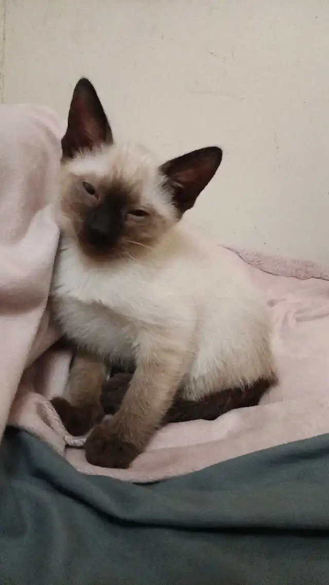 LAST CHANCE 3RD GEN PUREBRED SIAMESE - Photo 5
