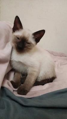 LAST CHANCE 3RD GEN PUREBRED SIAMESE - Photo 5