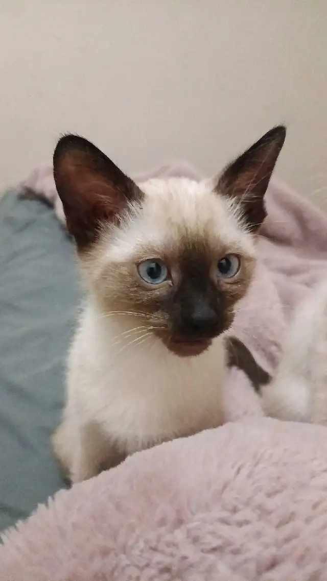 LAST CHANCE 3RD GEN PUREBRED SIAMESE - Photo 6
