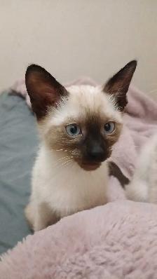LAST CHANCE 3RD GEN PUREBRED SIAMESE - Photo 6