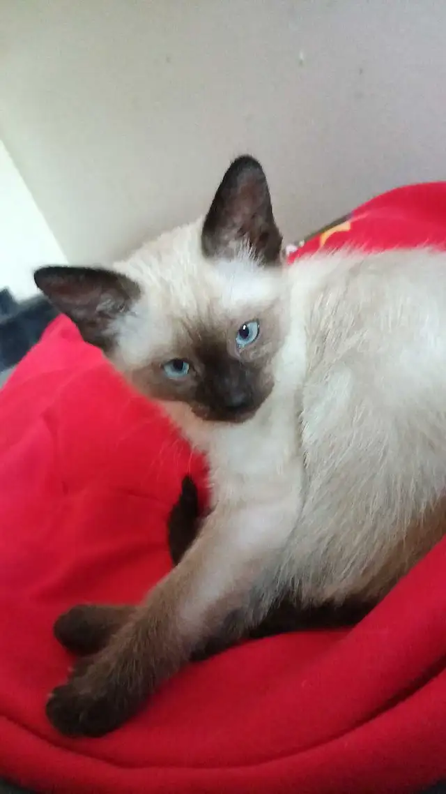 LAST CHANCE 3RD GEN PUREBRED SIAMESE - Photo 7