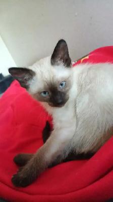 LAST CHANCE 3RD GEN PUREBRED SIAMESE - Photo 7