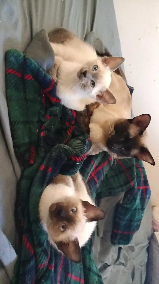 LAST CHANCE 3RD GEN PUREBRED SIAMESE - Photo 8
