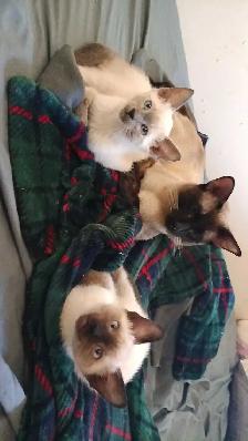 LAST CHANCE 3RD GEN PUREBRED SIAMESE - Photo 8