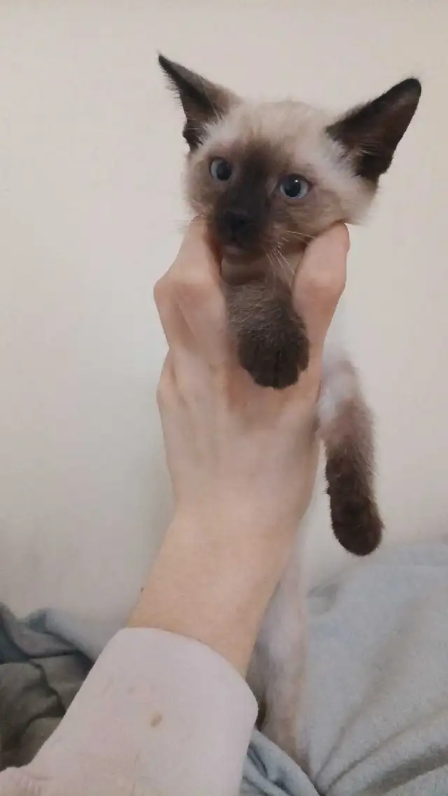 LAST CHANCE 3RD GEN PUREBRED SIAMESE - Photo 9