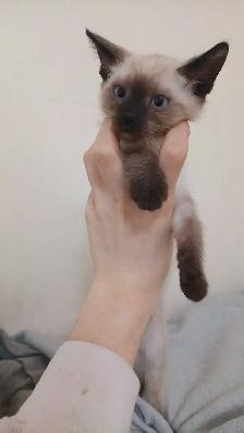 LAST CHANCE 3RD GEN PUREBRED SIAMESE - Photo 9