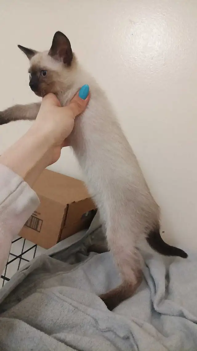 LAST CHANCE 3RD GEN PUREBRED SIAMESE - Photo 10