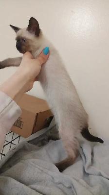 LAST CHANCE 3RD GEN PUREBRED SIAMESE - Photo 10
