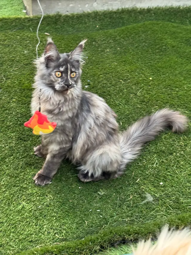 CCA Maine Coon Kittens: Ready Now & June Reservation