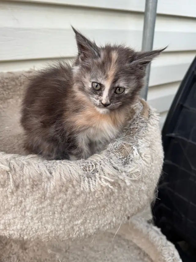 CCA Maine Coon Kittens: Ready Now & June Reservation - Photo 2