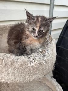 CCA Maine Coon Kittens: Ready Now & June Reservation - Photo 2