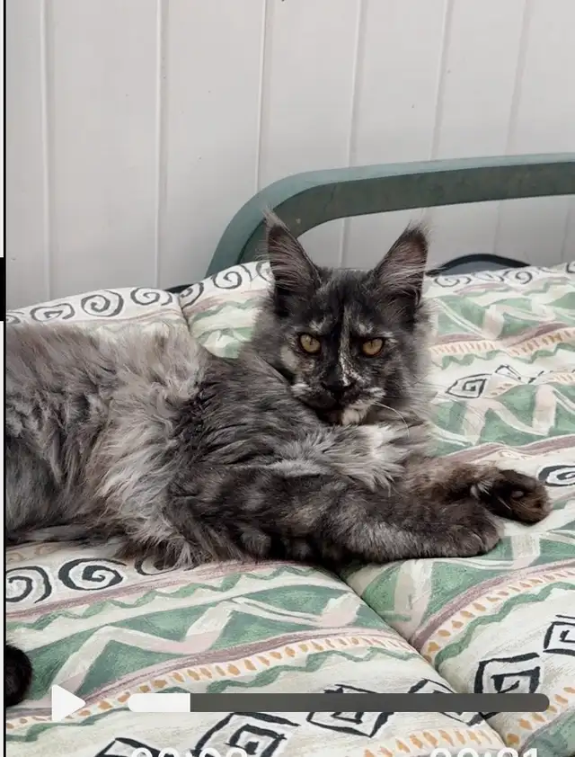 CCA Maine Coon Kittens: Ready Now & June Reservation - Photo 3
