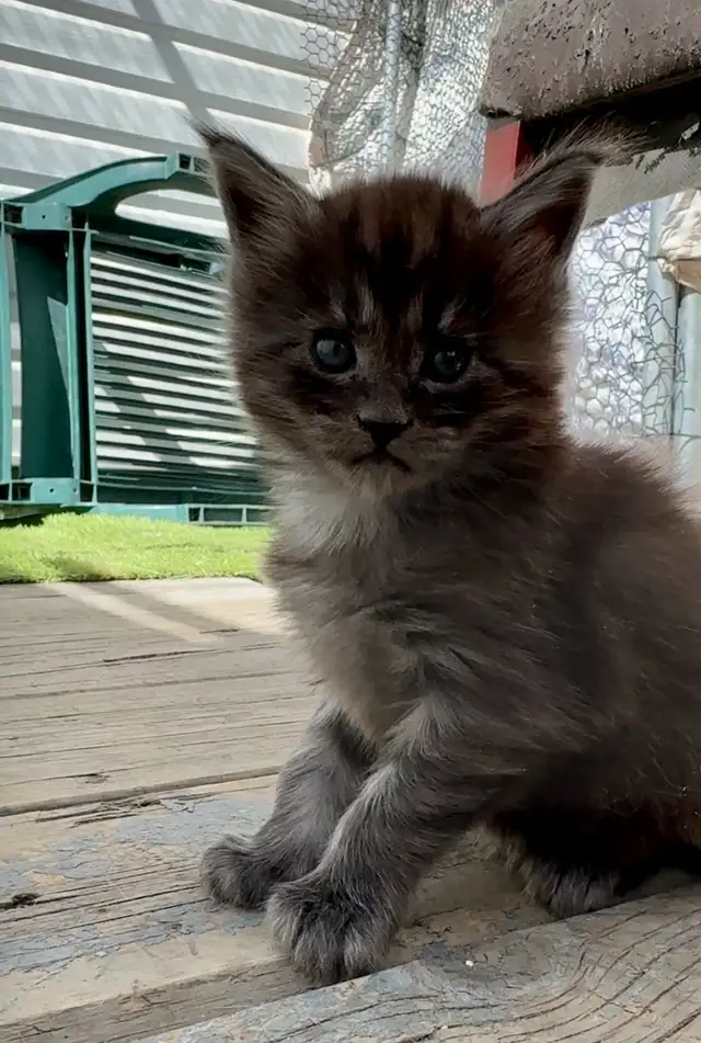 CCA Maine Coon Kittens: Ready Now & June Reservation - Photo 6