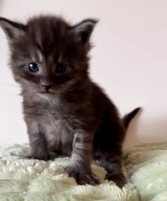 CCA Maine Coon Kittens: Ready Now & June Reservation - Photo 9