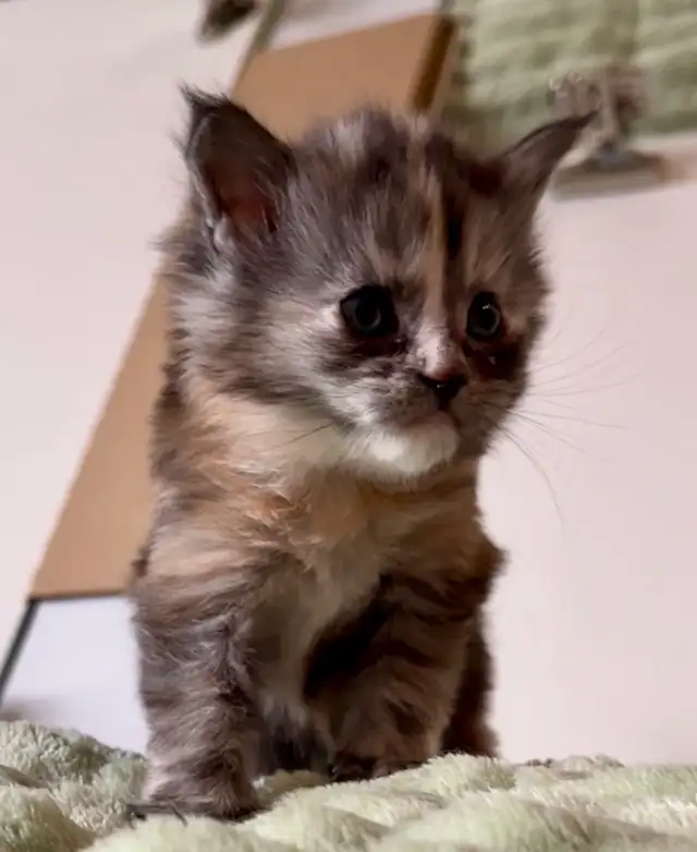 CCA Maine Coon Kittens: Ready Now & June Reservation - Photo 10