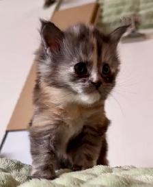 CCA Maine Coon Kittens: Ready Now & June Reservation - Photo 10