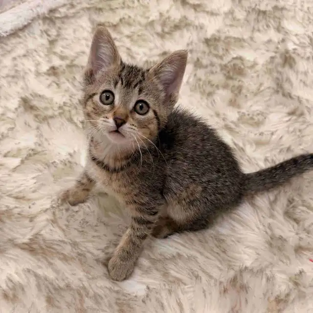 ❤️Bengal mix kittens -647-317-3197