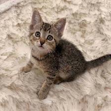 ❤️Bengal mix kittens -647-317-3197