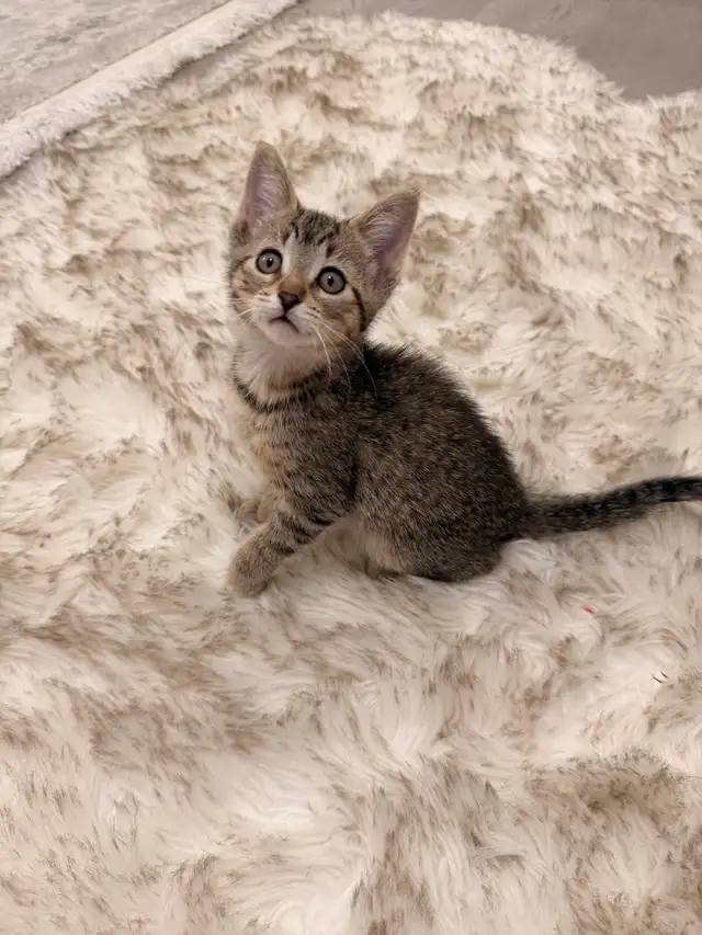 ❤️Bengal mix kittens -647-317-3197 - Photo 3