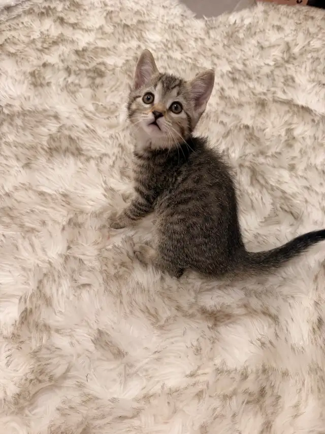 ❤️Bengal mix kittens -647-317-3197 - Photo 4