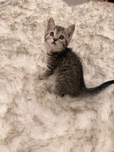 ❤️Bengal mix kittens -647-317-3197 - Photo 4