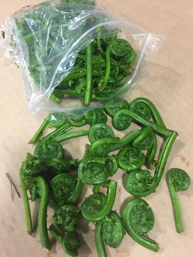 FIDDLEHEADS