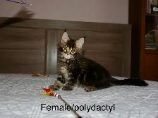 Beautiful purebred Maine Coon kittens - Photo 4