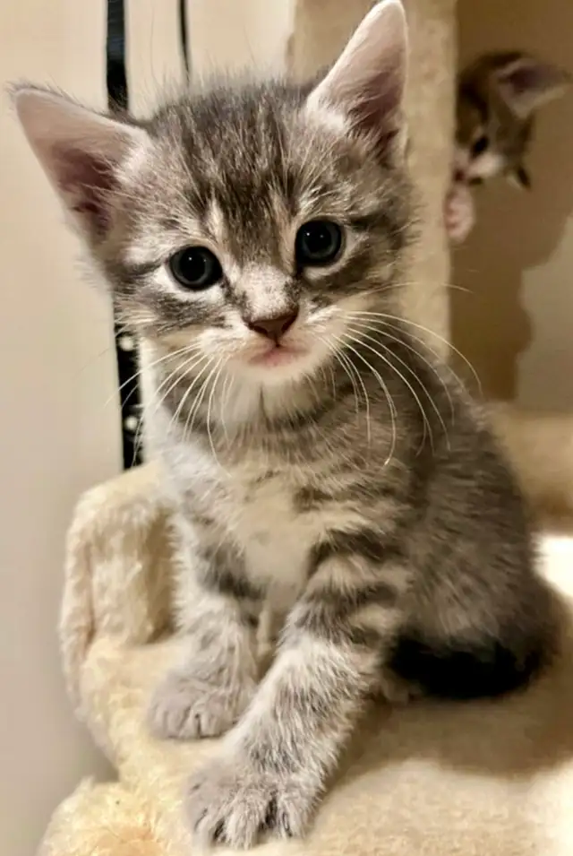 SWEET HALF PERSIAN KITTENS $260 - Pickering
