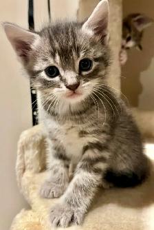 SWEET HALF PERSIAN KITTENS $260 - Pickering