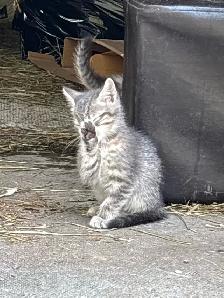 SWEET HALF PERSIAN KITTENS $260 - Pickering - Photo 7