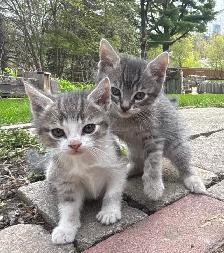 SWEET HALF PERSIAN KITTENS $260 - Pickering - Photo 8