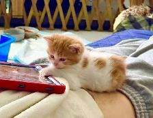 chatons mâles