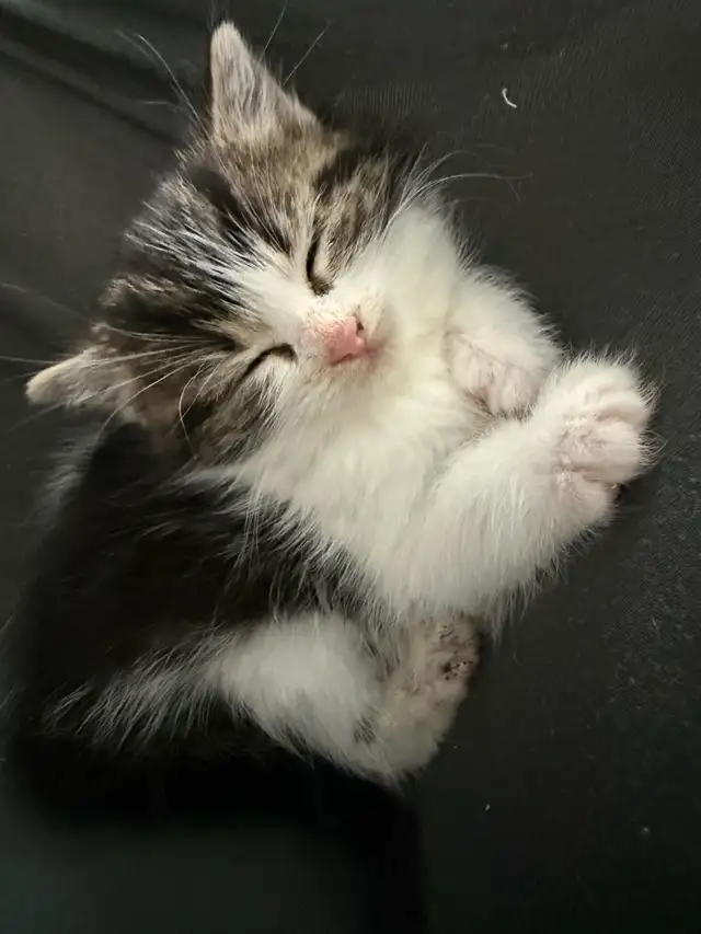 chatons mâles - Photo 2