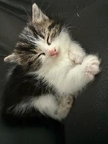 chatons mâles - Photo 2