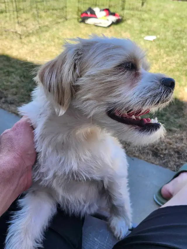 Jack Russell X Shih Tzu