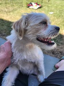 Jack Russell X Shih Tzu