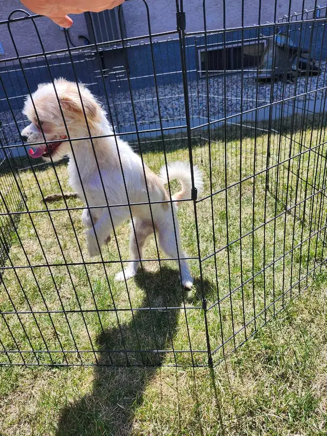 Jack Russell X Shih Tzu - Photo 2