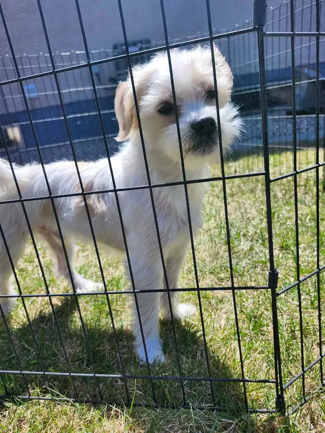 Jack Russell X Shih Tzu - Photo 3