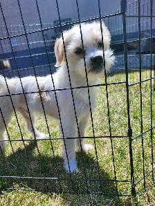 Jack Russell X Shih Tzu - Photo 3