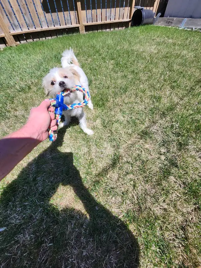 Jack Russell X Shih Tzu - Photo 4