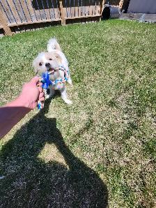 Jack Russell X Shih Tzu - Photo 4