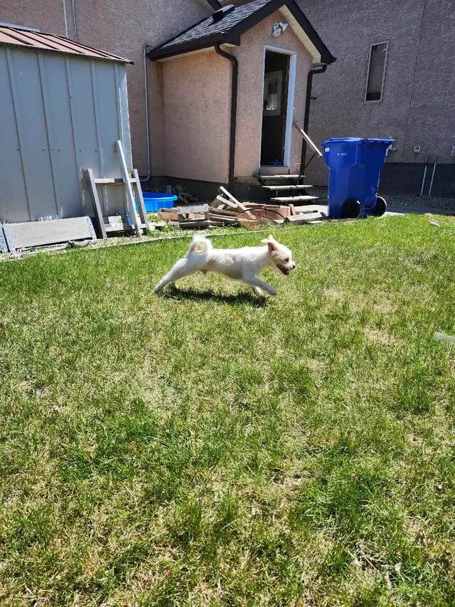 Jack Russell X Shih Tzu - Photo 5