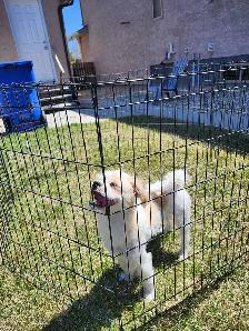 Jack Russell X Shih Tzu - Photo 7
