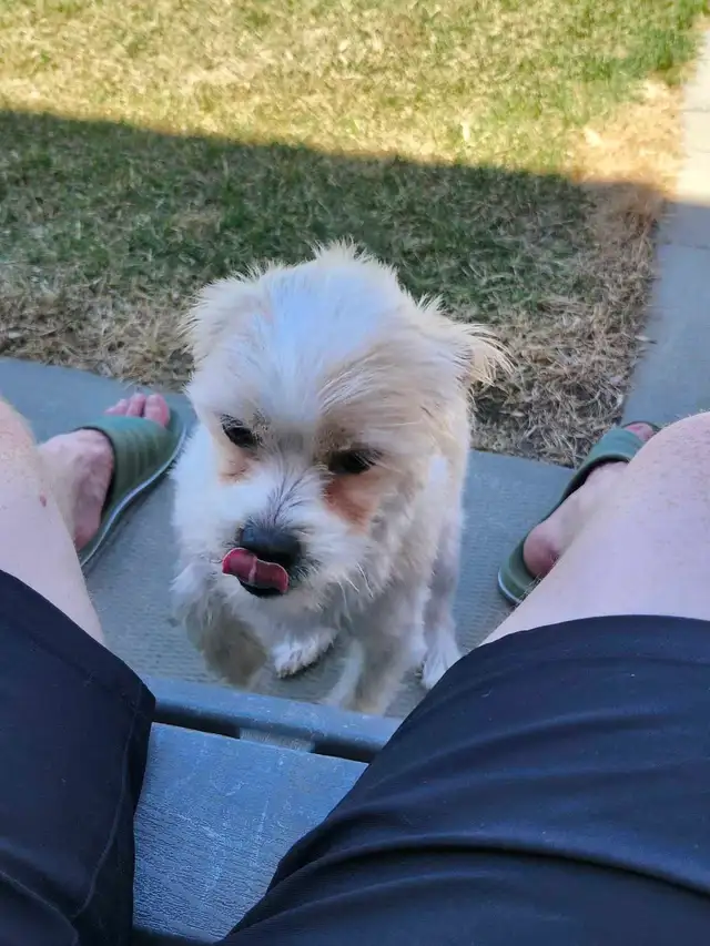 Jack Russell X Shih Tzu - Photo 8