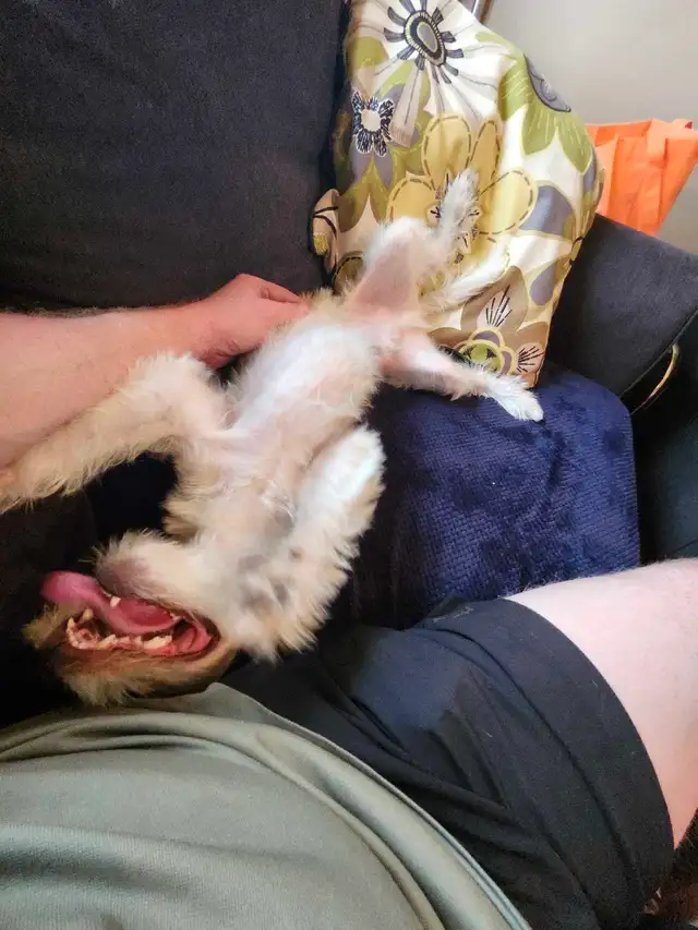 Jack Russell X Shih Tzu - Photo 9