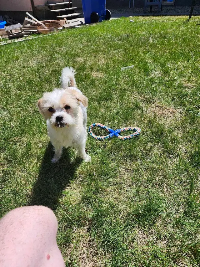 Jack Russell X Shih Tzu - Photo 10